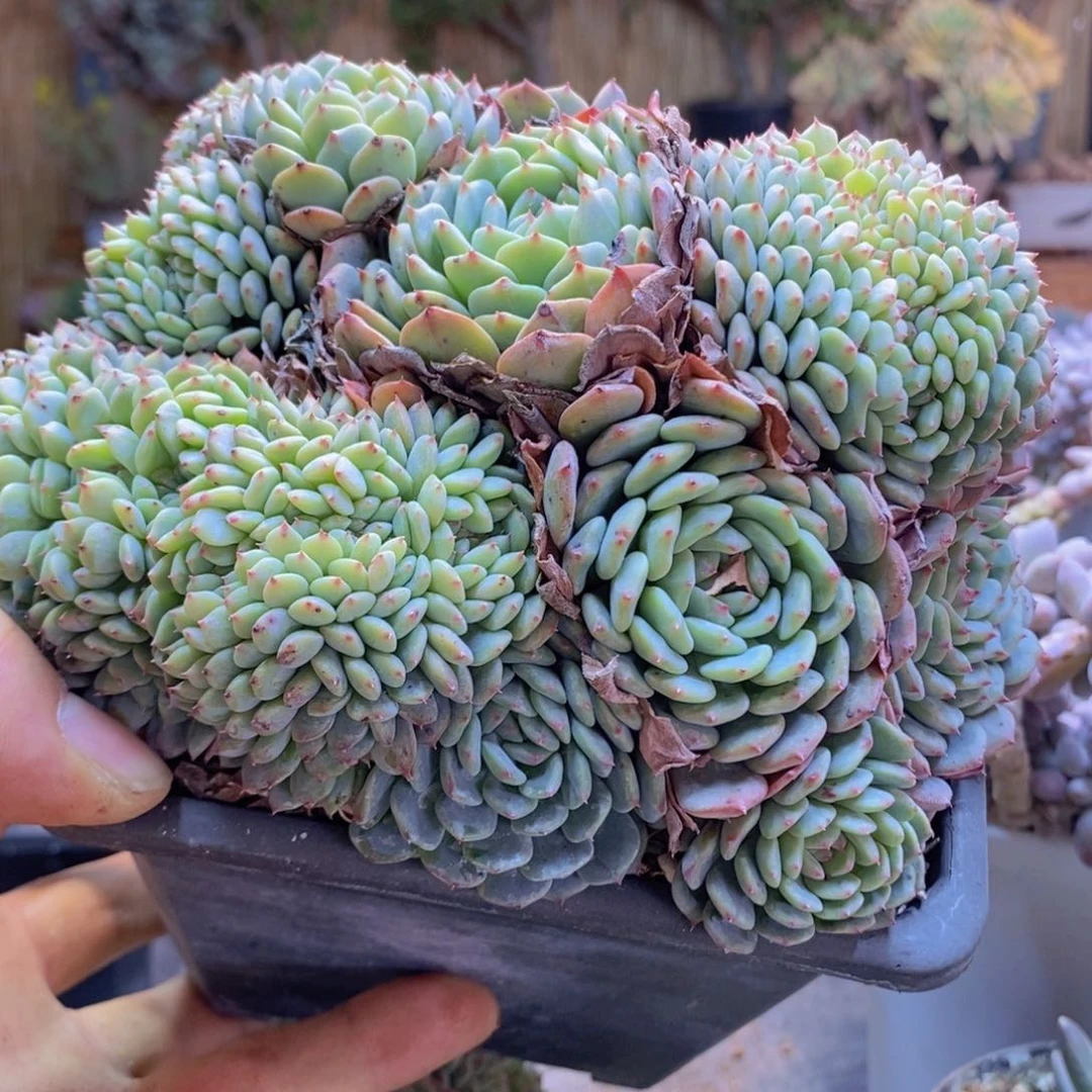 珍*C2号白胖子手捧