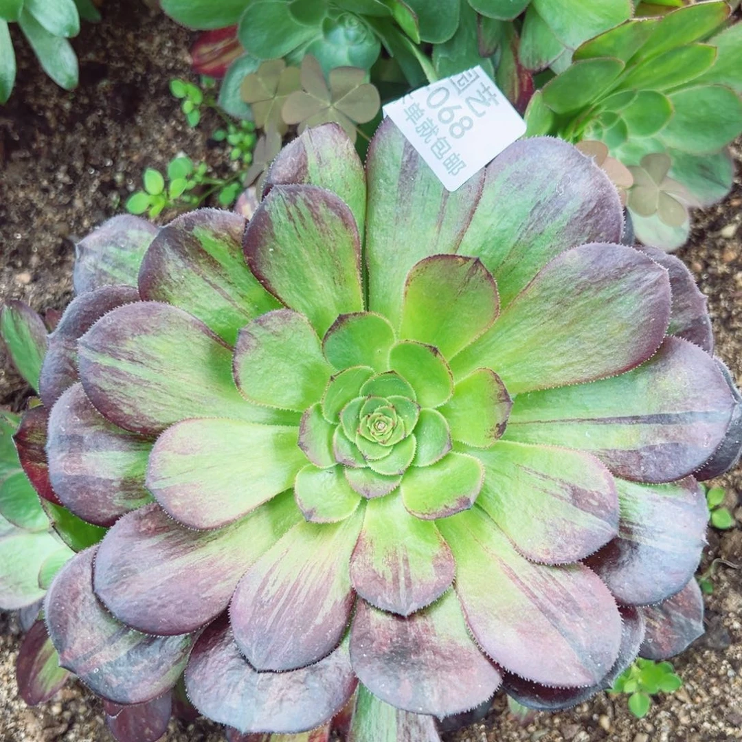 脸谱多肉植物068