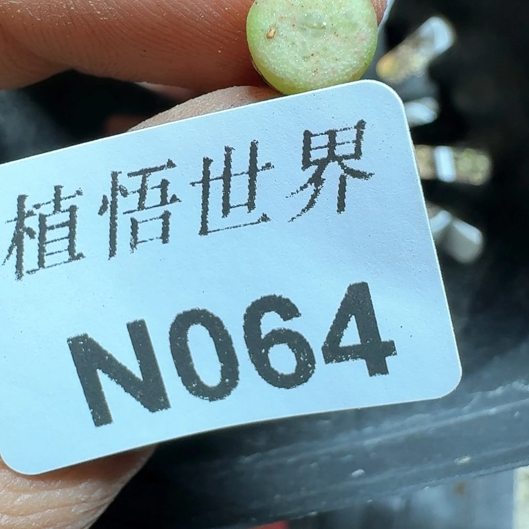 064号的植物哇许多肉植物哇