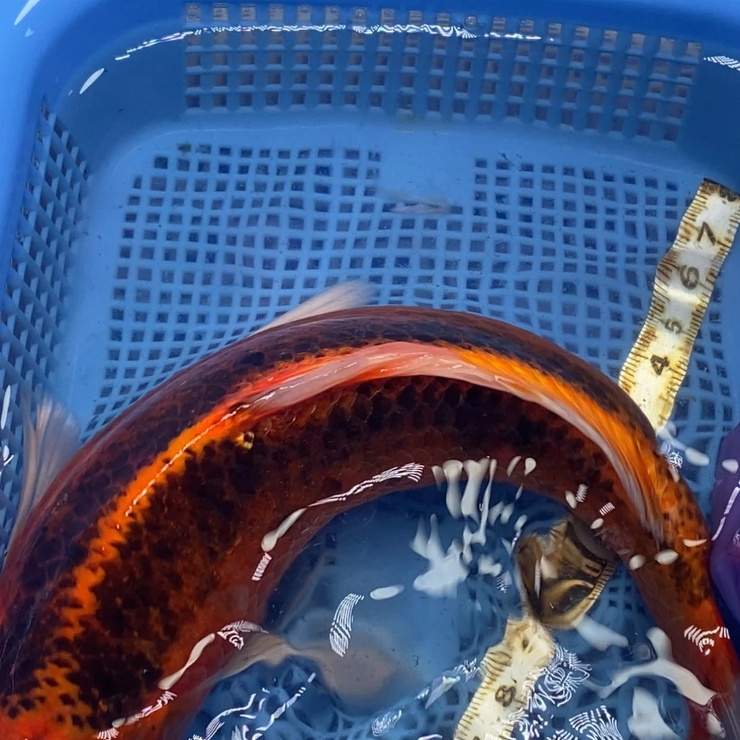 锦鲤冷水锦鲤包邮