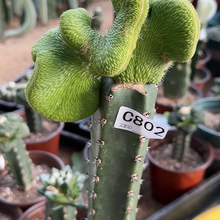 用****4嫁接青蛇缀化802