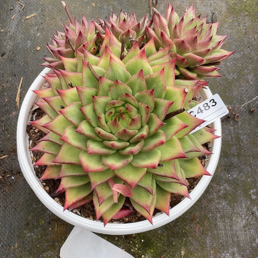 若茹东云单拍C483