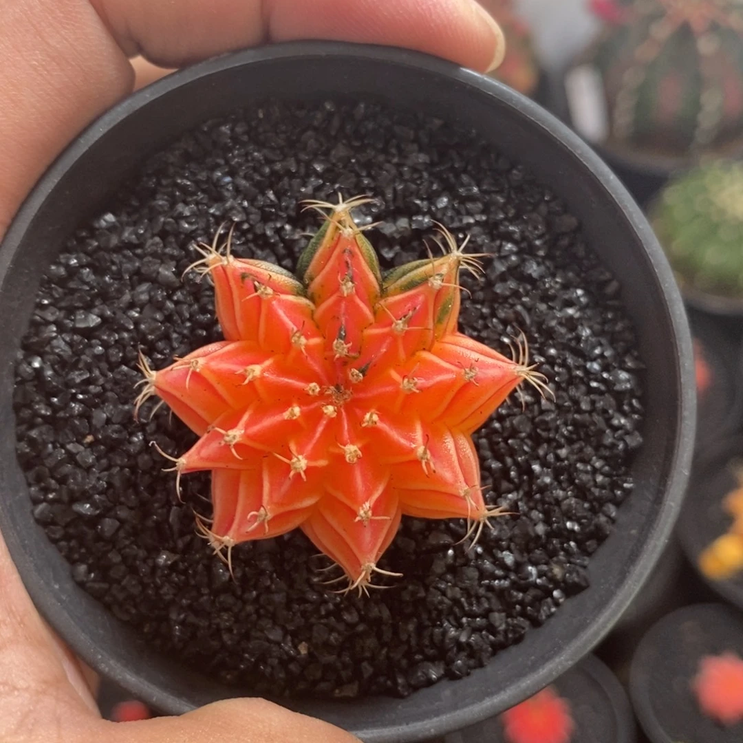 精品米哈—脱土发货32