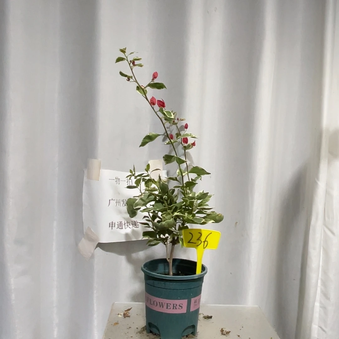 当前无花栽培后可以开花236孟加拉红，牙签苗