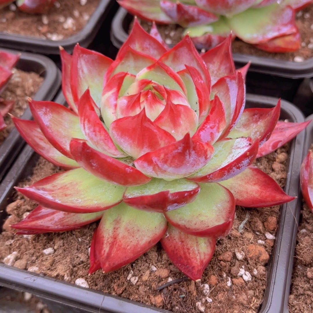 惊鸿10.5公分999999999