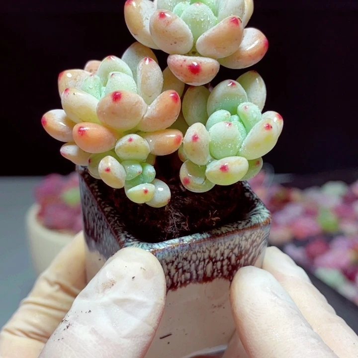 罗琦样品1颗带陶瓷盆号3