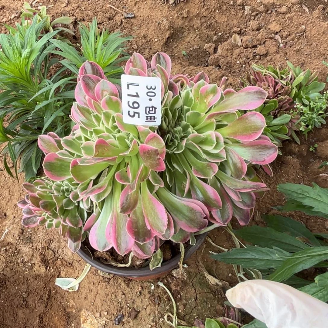 195绿豆沙缀，满20包邮