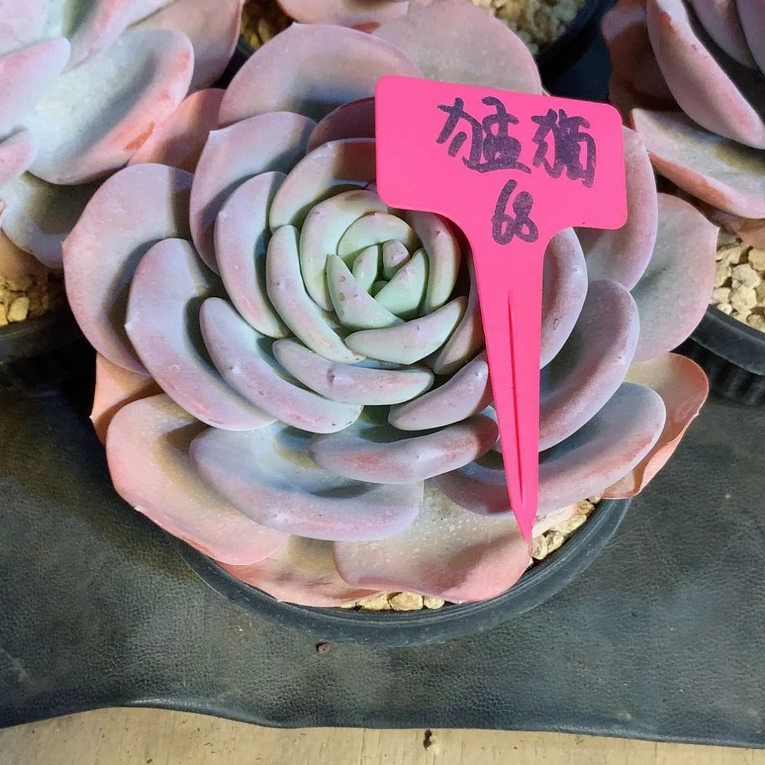 猛*一物一拍奶茶