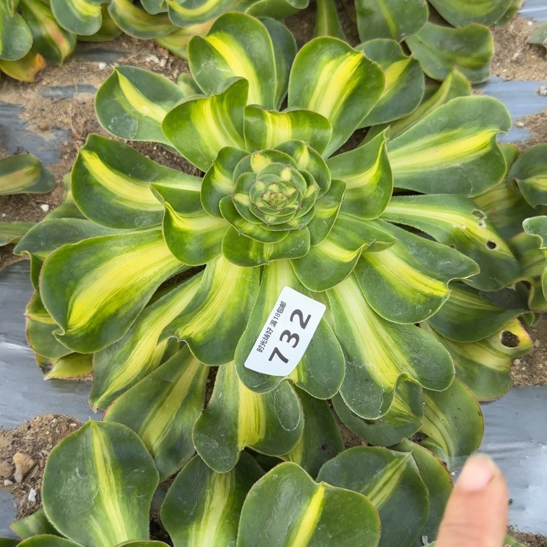 732暴君。多肉植物