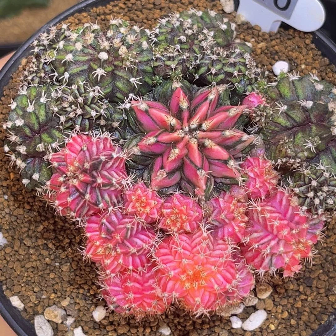 海神锦 群生 阴阳锦 米哈仙人球