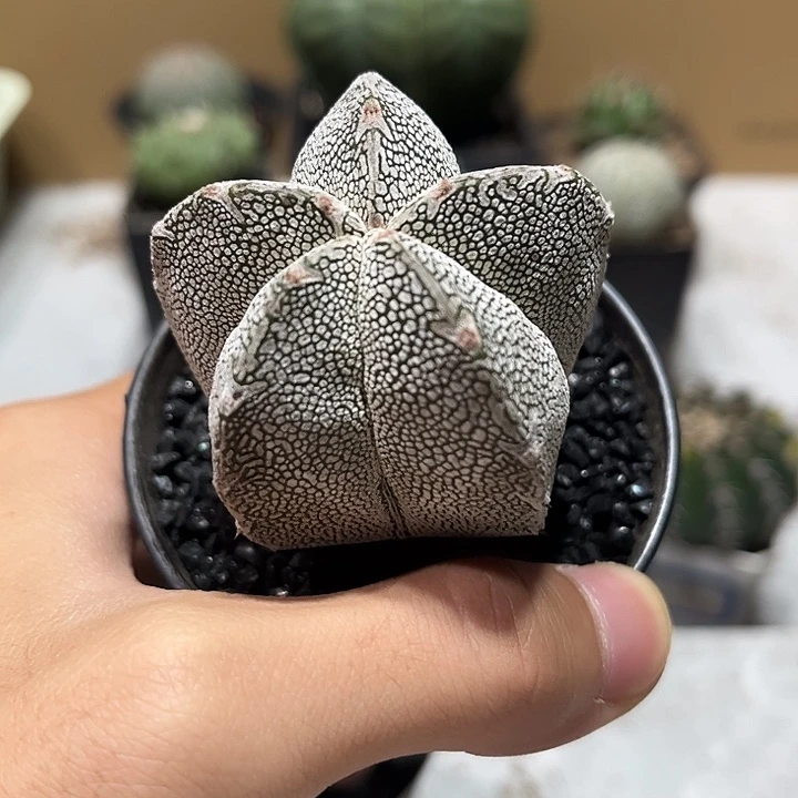 不开花植物仙人球