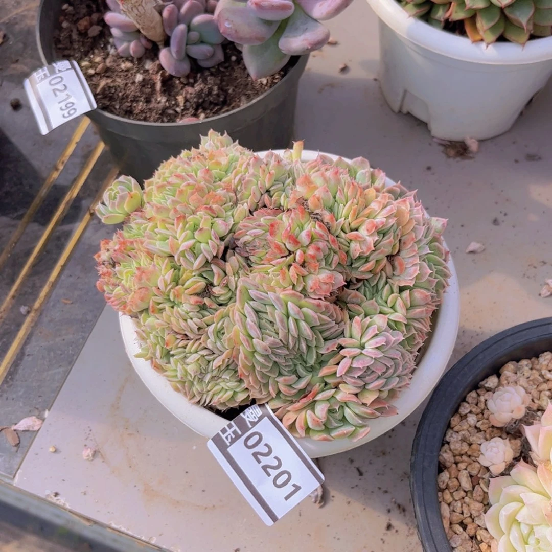 香妃月影缀多肉02201