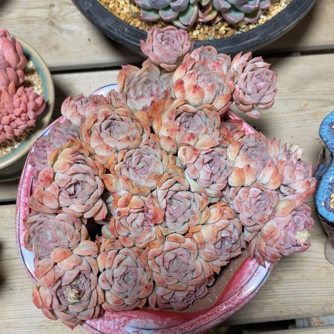 多肉私语，时光慢煮-16