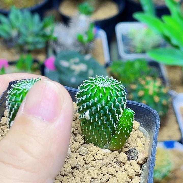 刺缀精巧殿实生双头