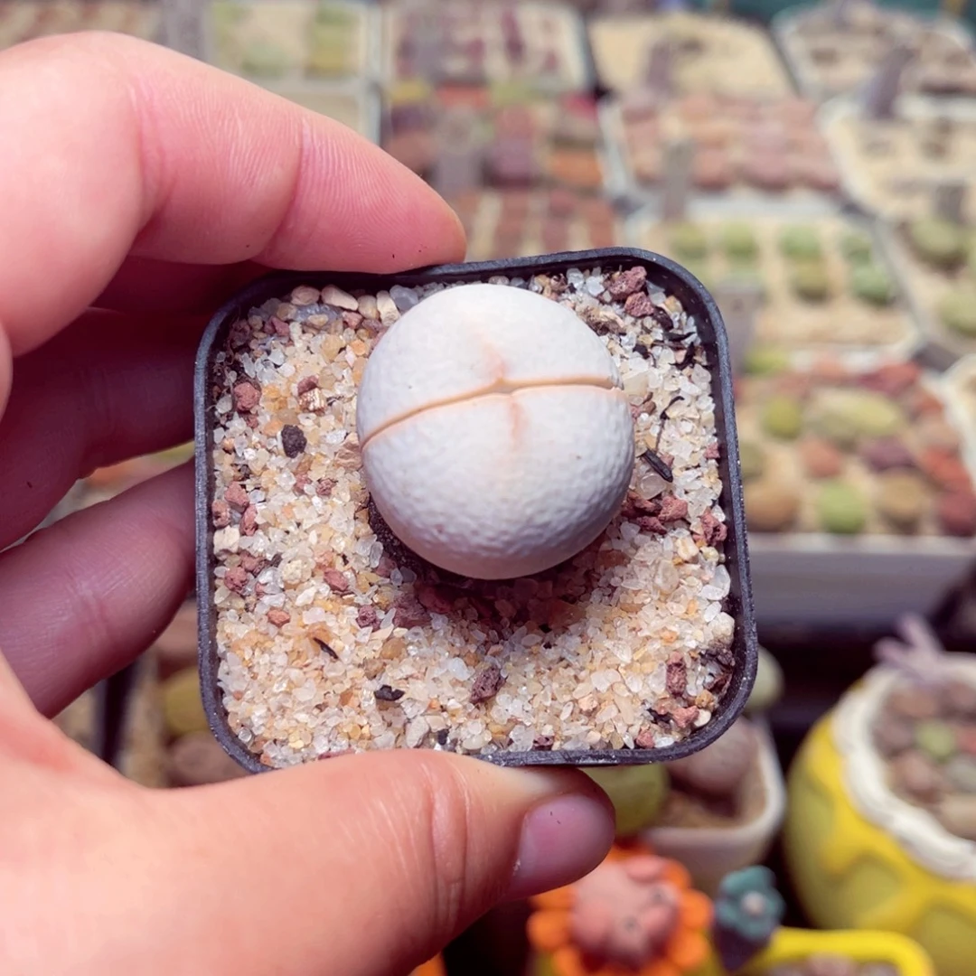 309号带盆包邮发货