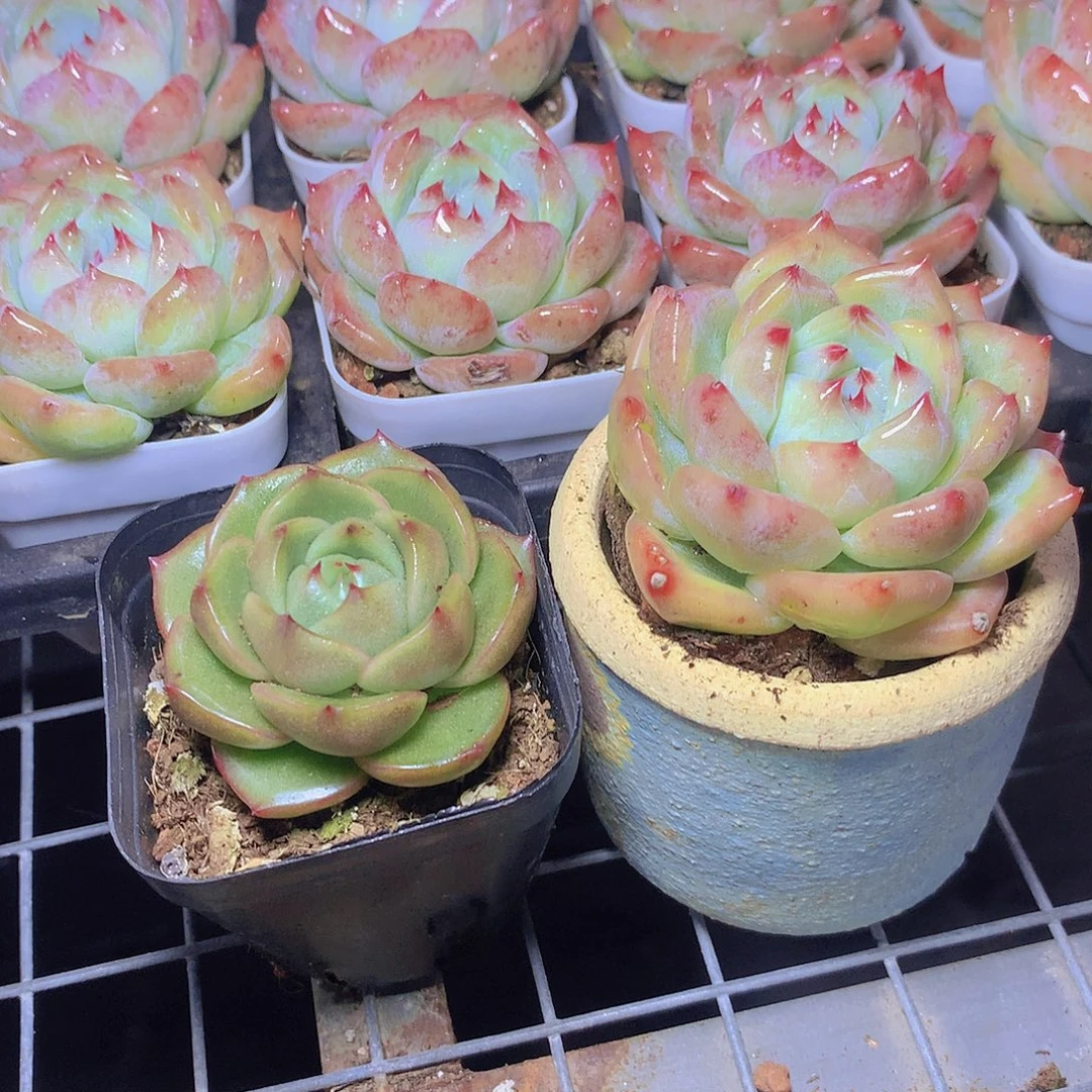 冰宝龙白拉糖3567889999