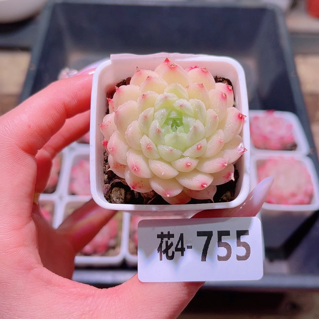 花利美4-755海王 微瑕
