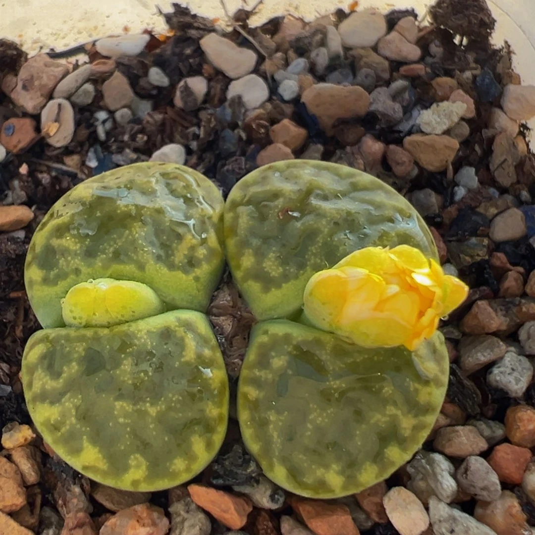303多肉植物百科植物