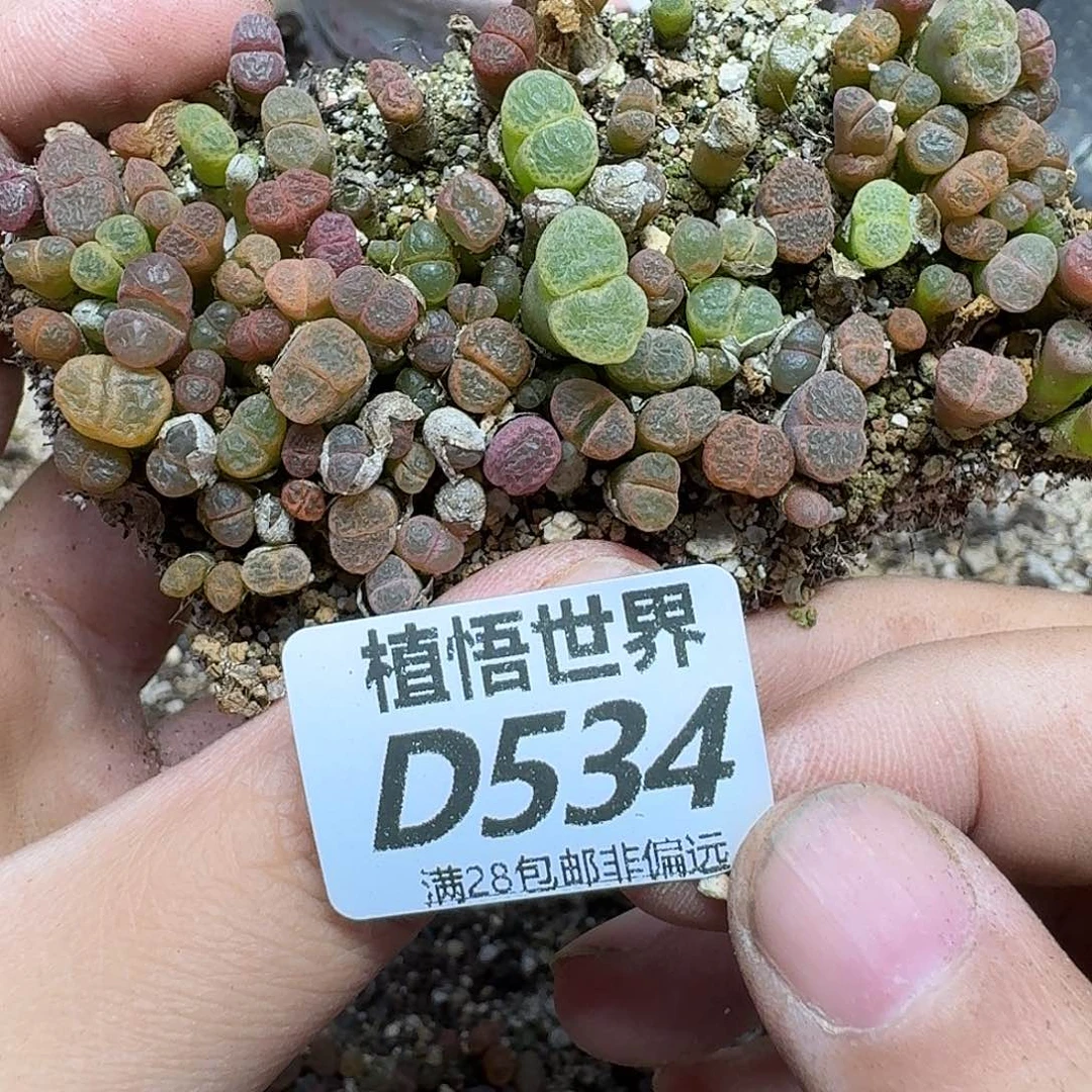 多肉植物的润泽fvb