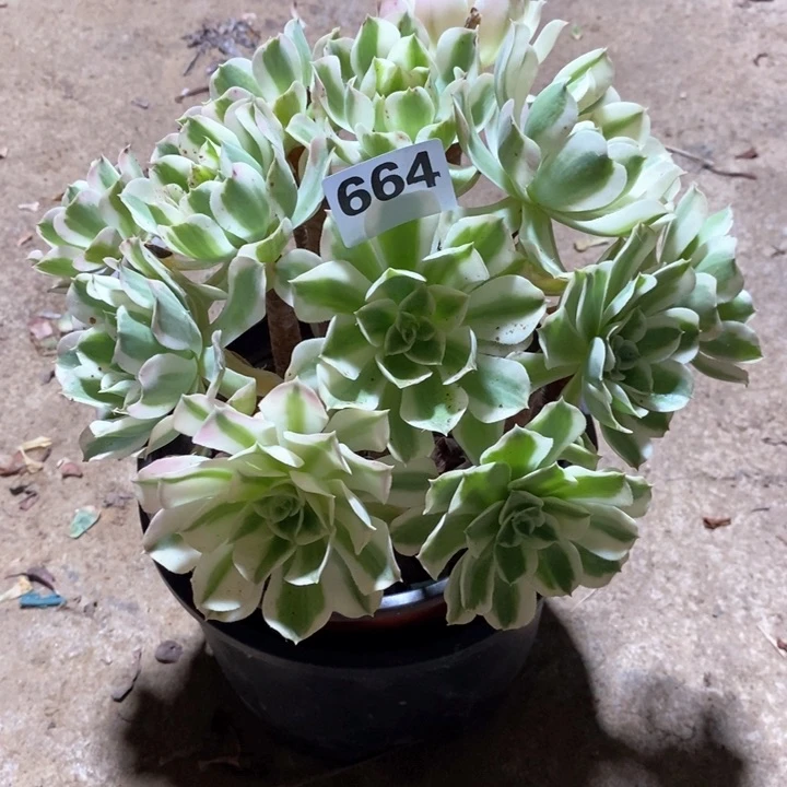 ?**煜法师植物一物一拍664