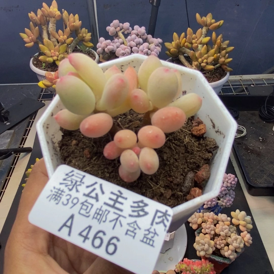 466苹果奶二代多肉4c m