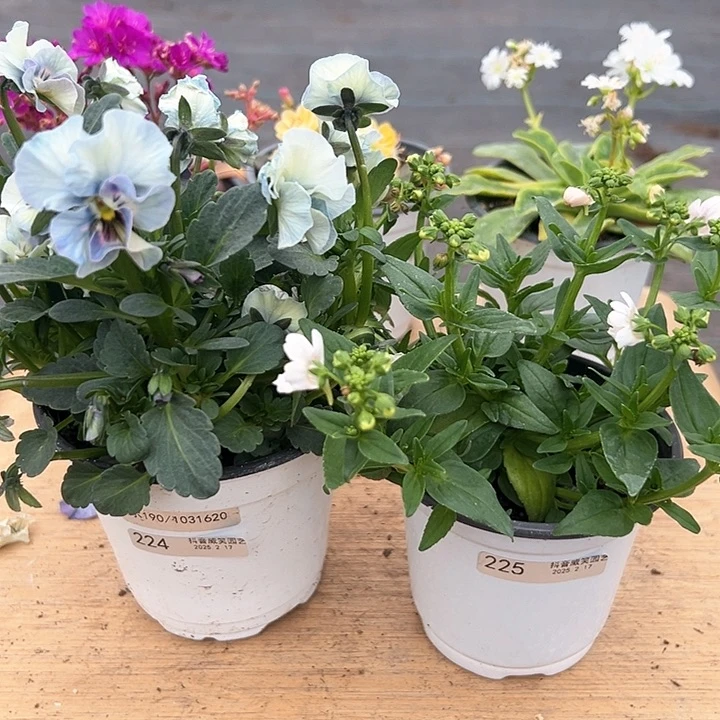 红陶抖音直播闪拍224/225