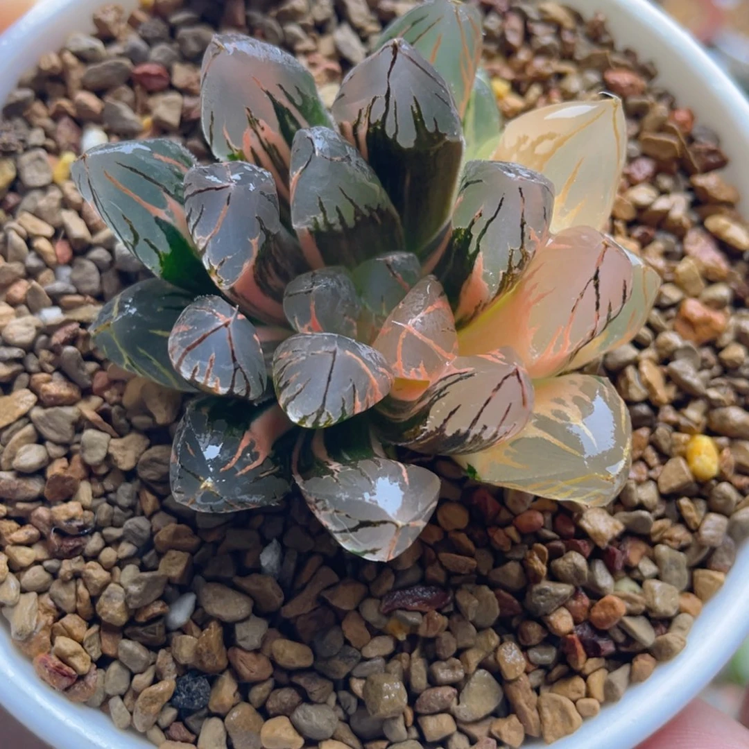 24.十二卷日出玉露锦。