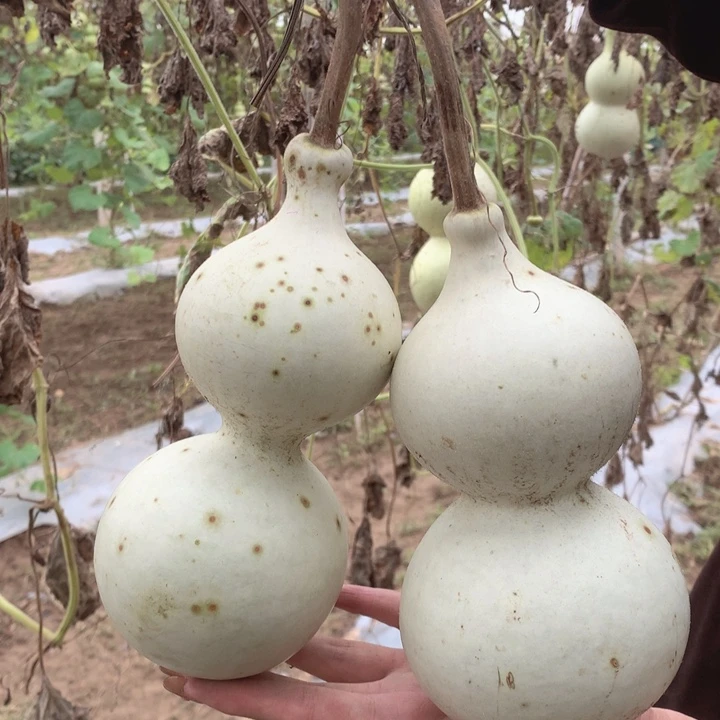 妥***滴中号现货秒杀现货