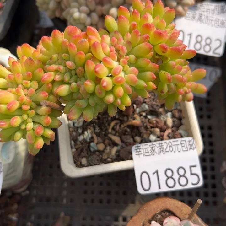 幸运儿是一位非常幸运