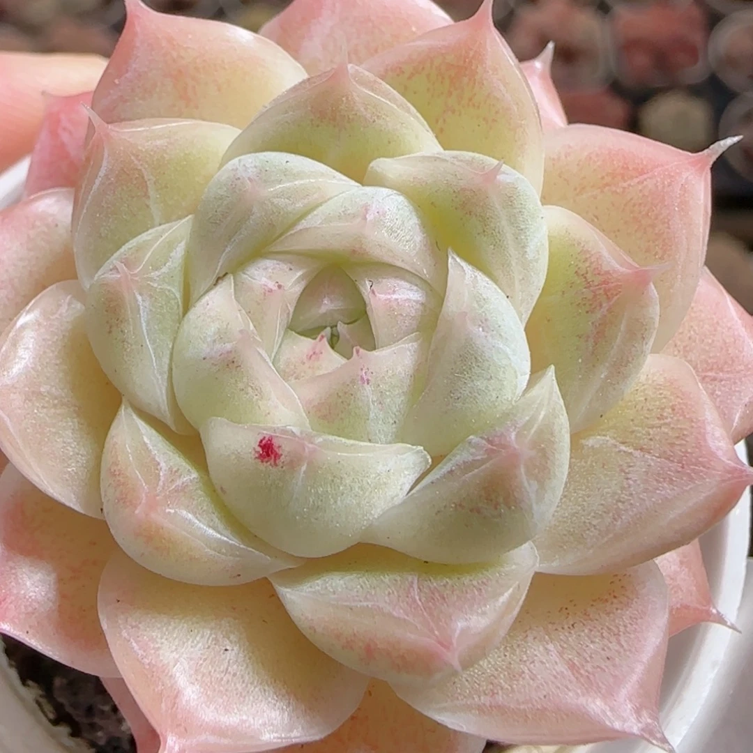 花语多肉0101-25麦秆