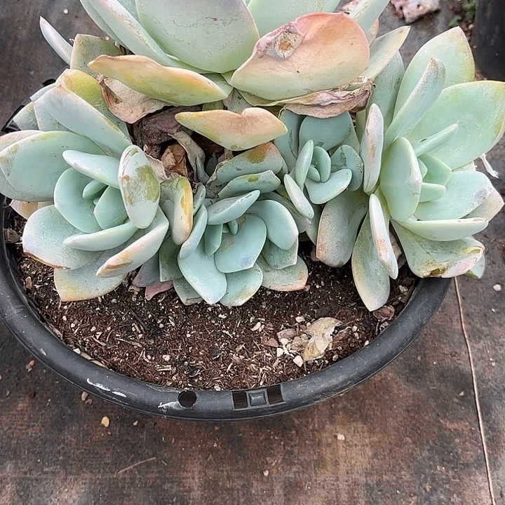 朱***儿奶茶手捧花一物一拍