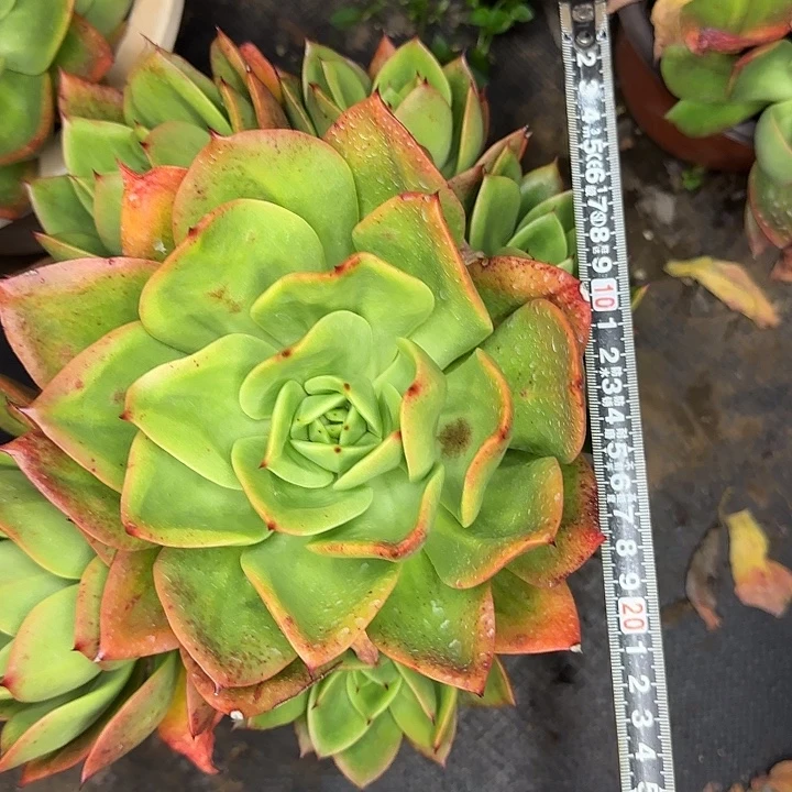 腾云898 多肉植物一物一拍