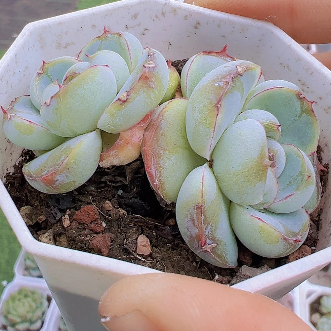 双头胖虎19包邮多肉