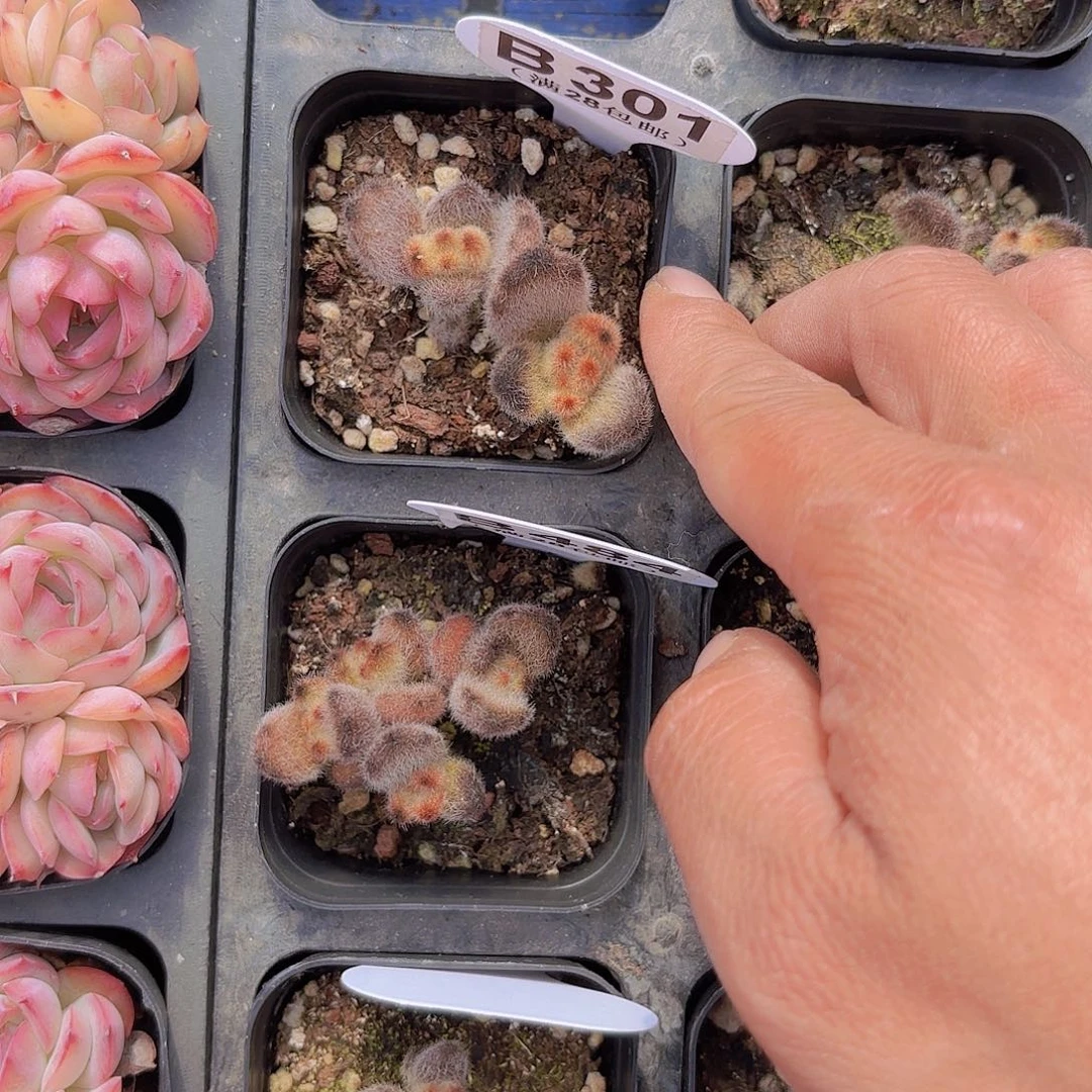 B301泰迪熊一物一拍多肉