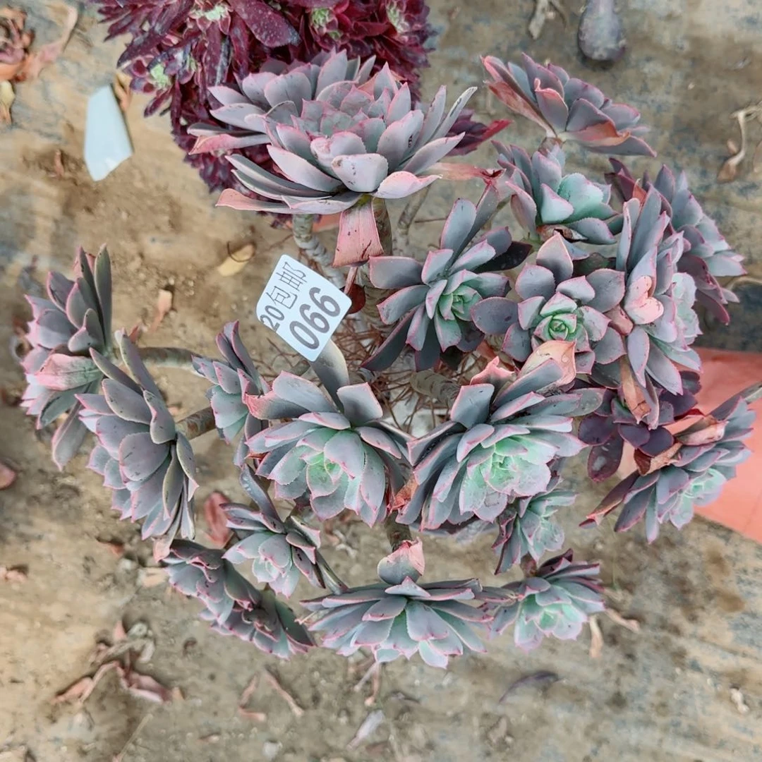 粉仙桃多肉066满20包邮断枝不包会氧化变黑