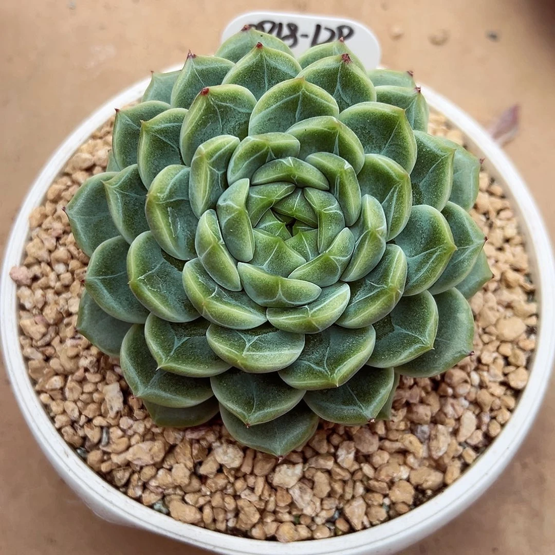 0918-129宠粉福利