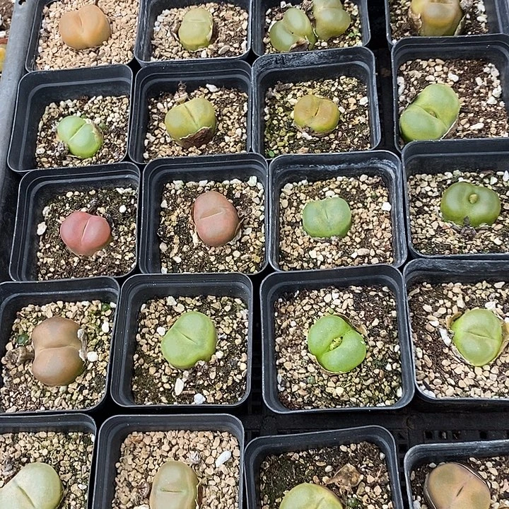 2274一组毛汉尼。