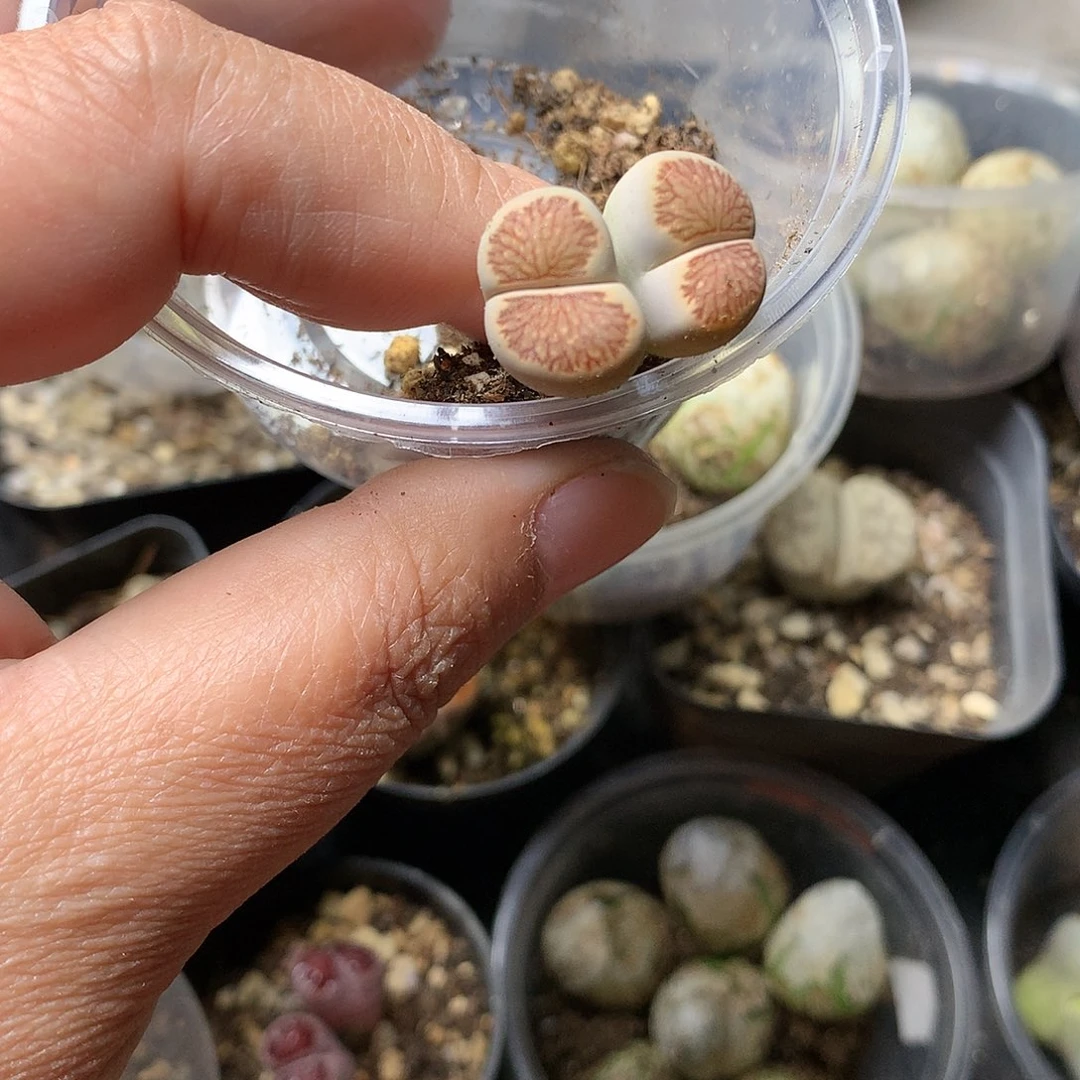 可***姐A115多肉植物保护