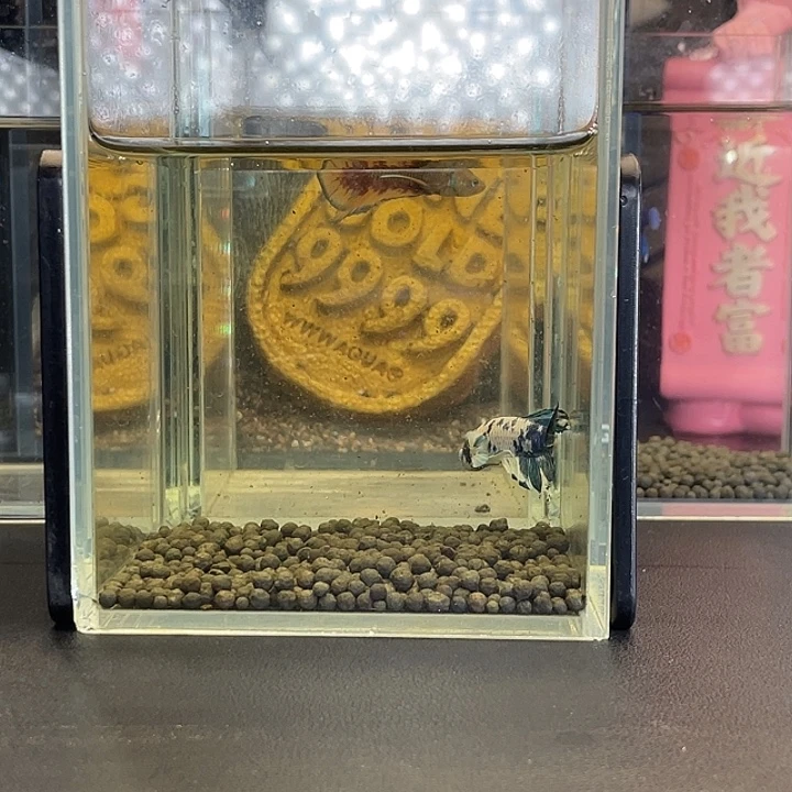 斗鱼16号922早青花奶牛