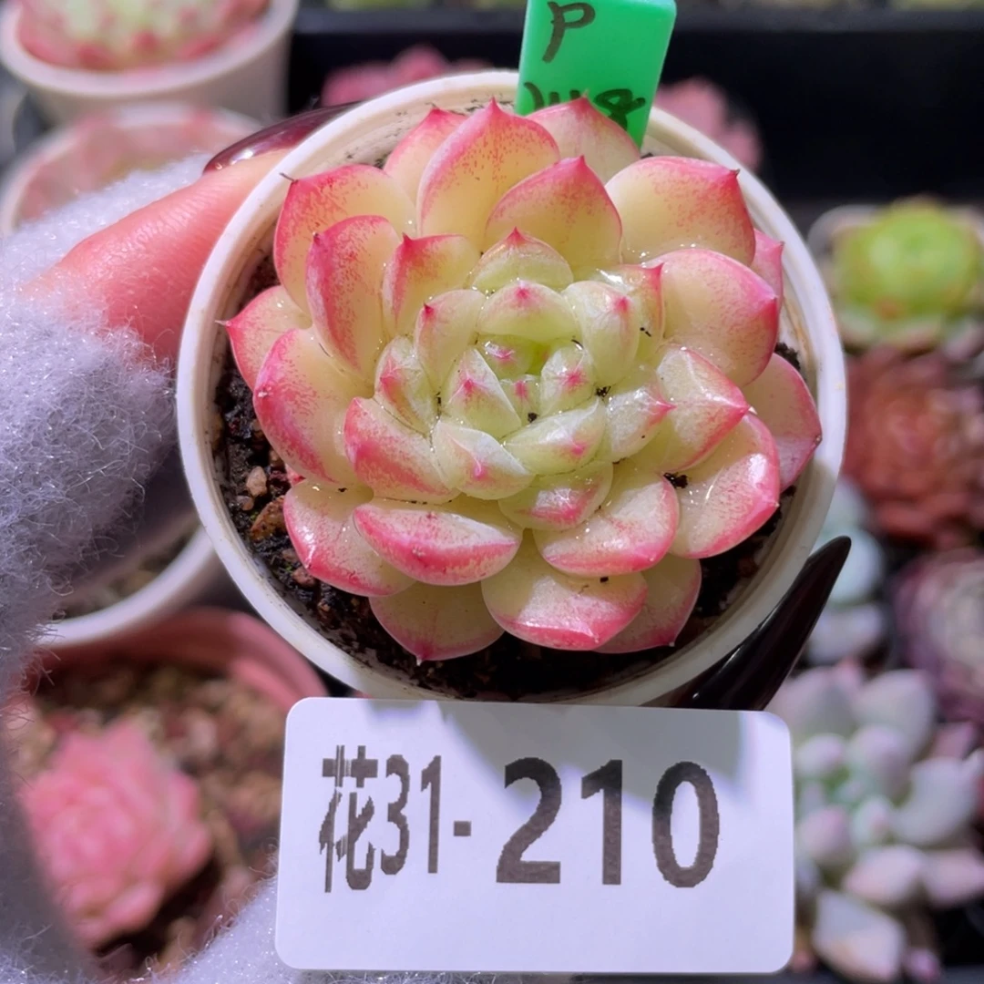 花利美31-210白桃汽水