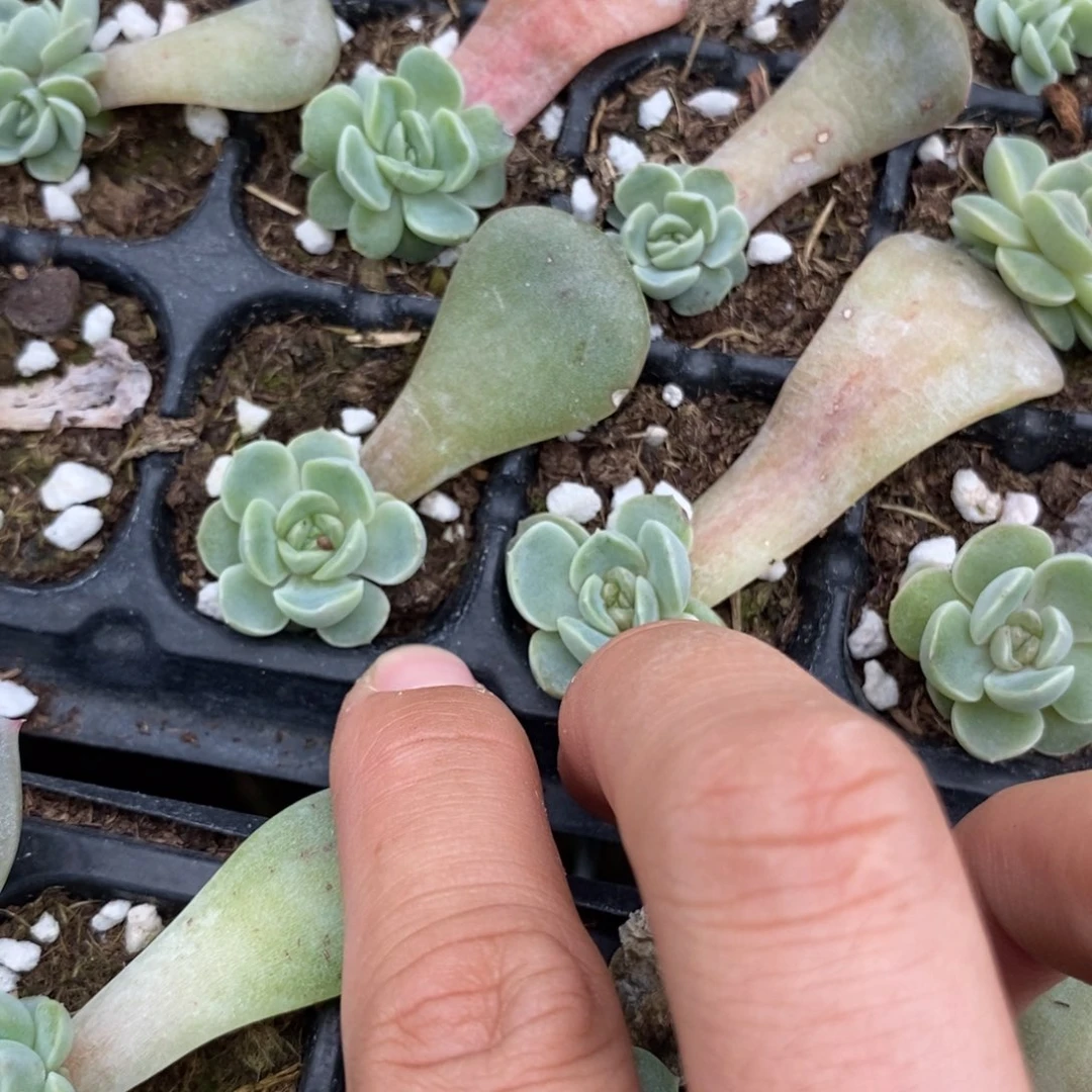 标1567熔晶叶插苗3颗