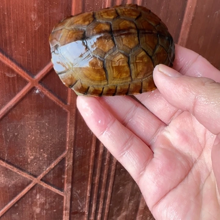 母绿毛龟小青龟20号