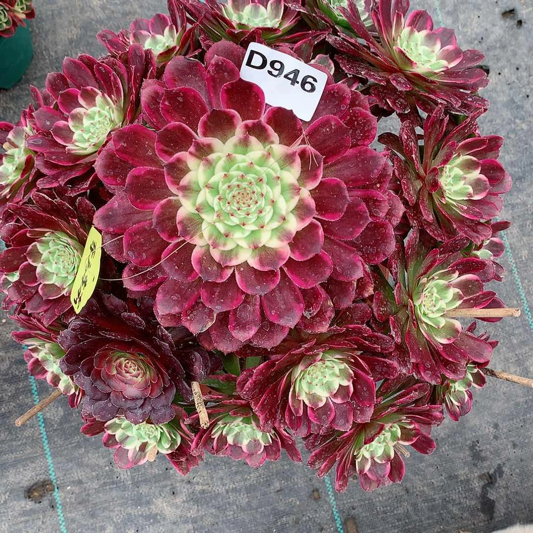 东**莉946.紫烟多肉植物