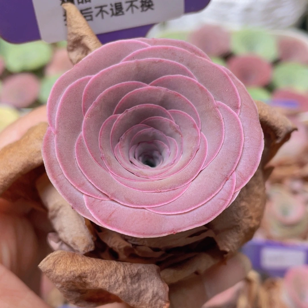 山地玫瑰J648裸根发货不售后