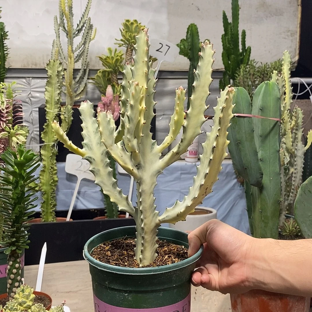 当前无花朵，栽培后可花朵白龙骨一物一拍