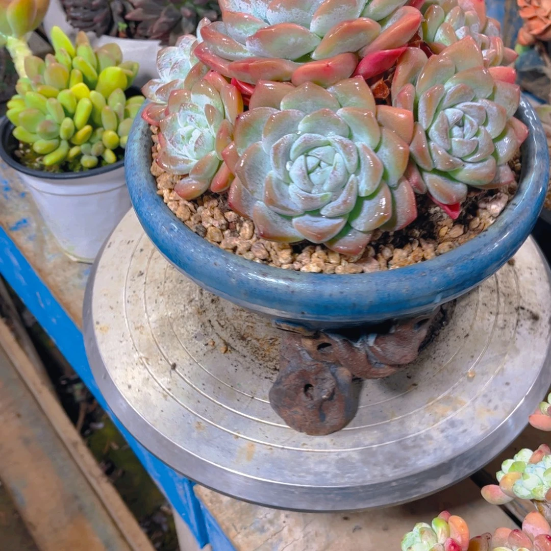 森***＊多肉植物保护研究所所长