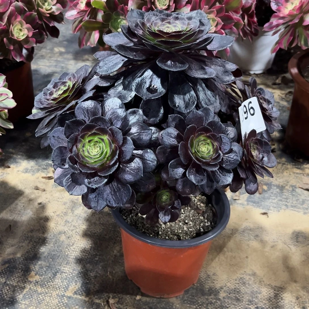 多肉植物黑美人396多肉