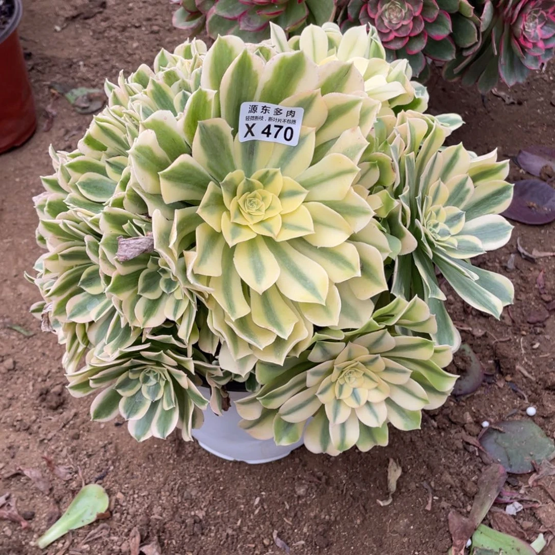 470绿豆多肉法师断枝不包