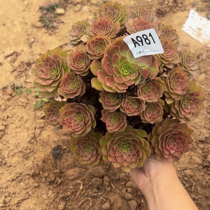 微瑕红魔多肉植物981.