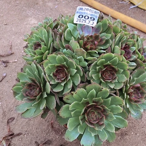 一**鼎2.2-9红丝绒多肉植物